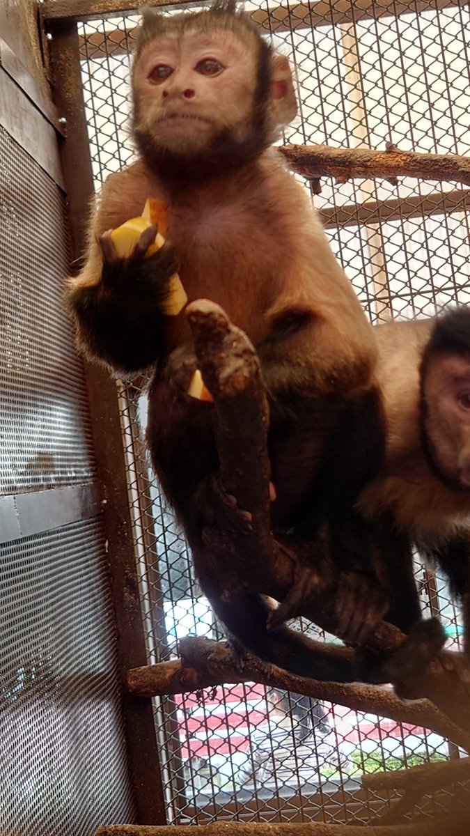 那須ワールドモンキーパーク【公式】 tweet media