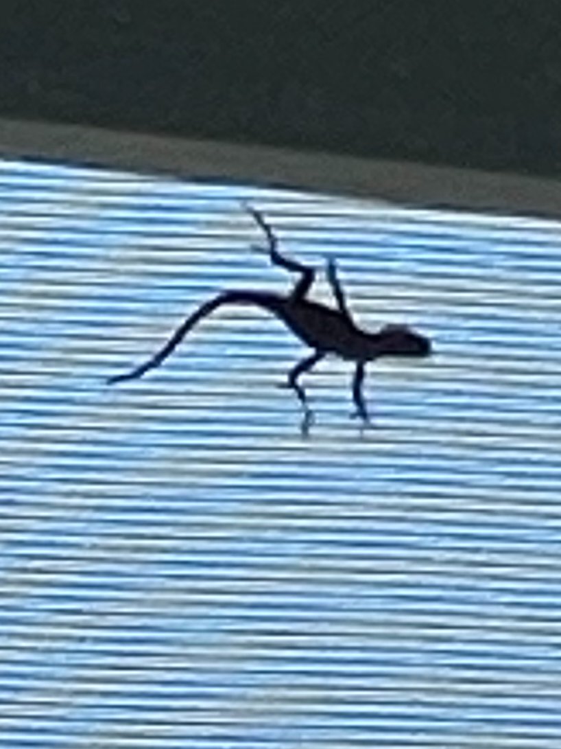 Gecko on the Screen tweet media