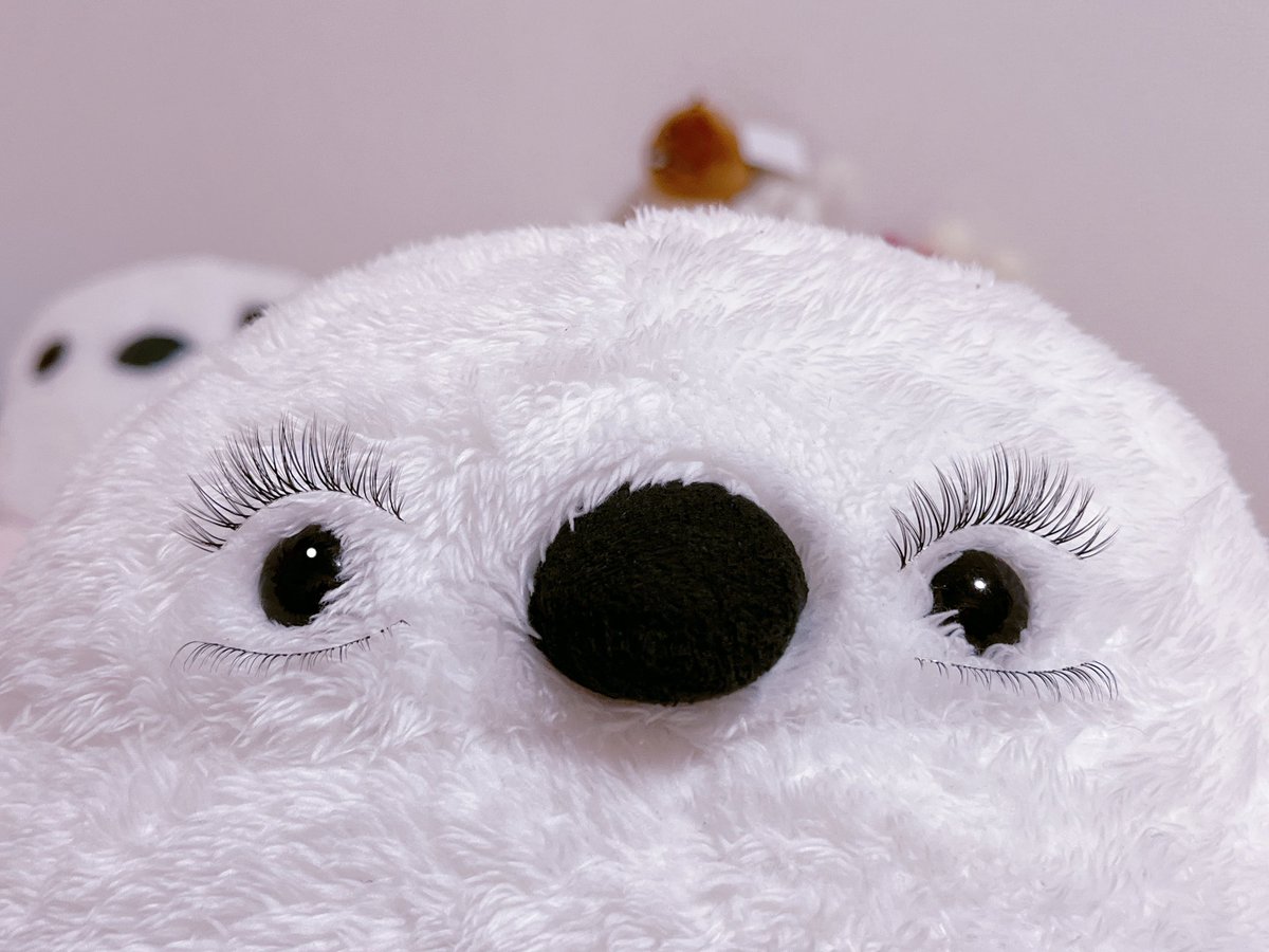 いきもの tweet media