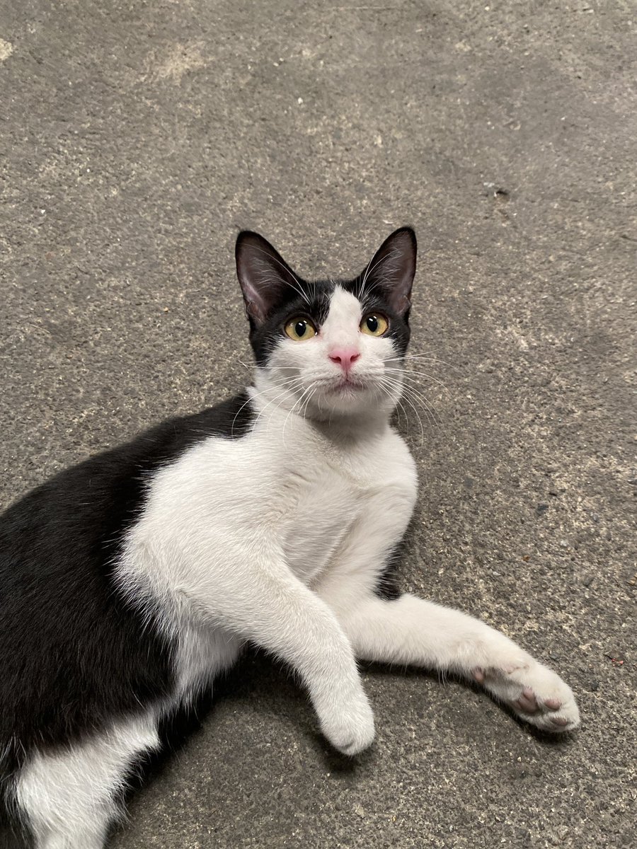 แมวหาบ้าน ขี้ข้าหานาย tweet media