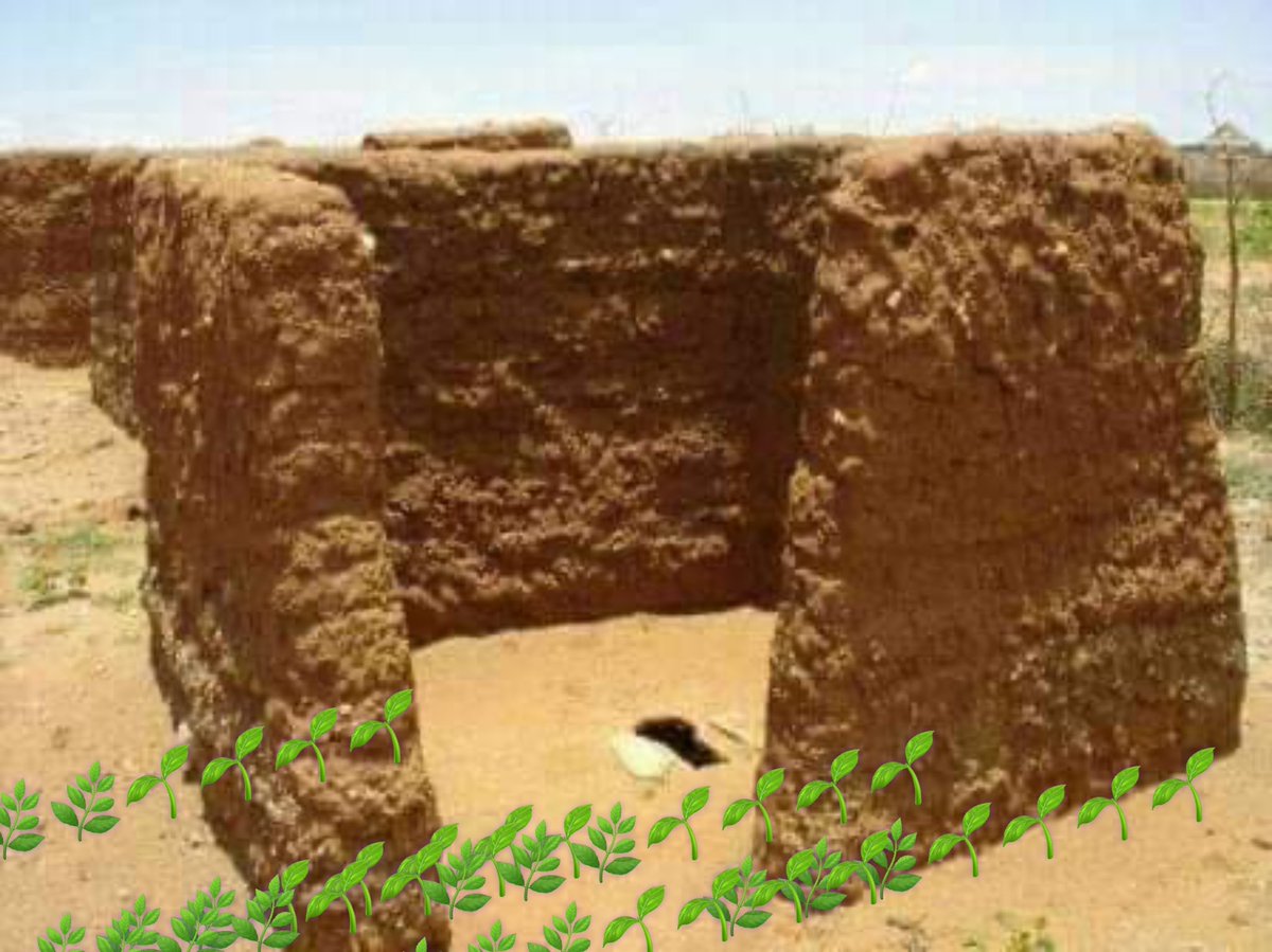 تيمية محمد احمد tweet media