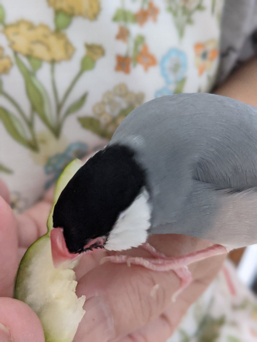 べべたんはオットット🌈虹の橋🐥💕 tweet media