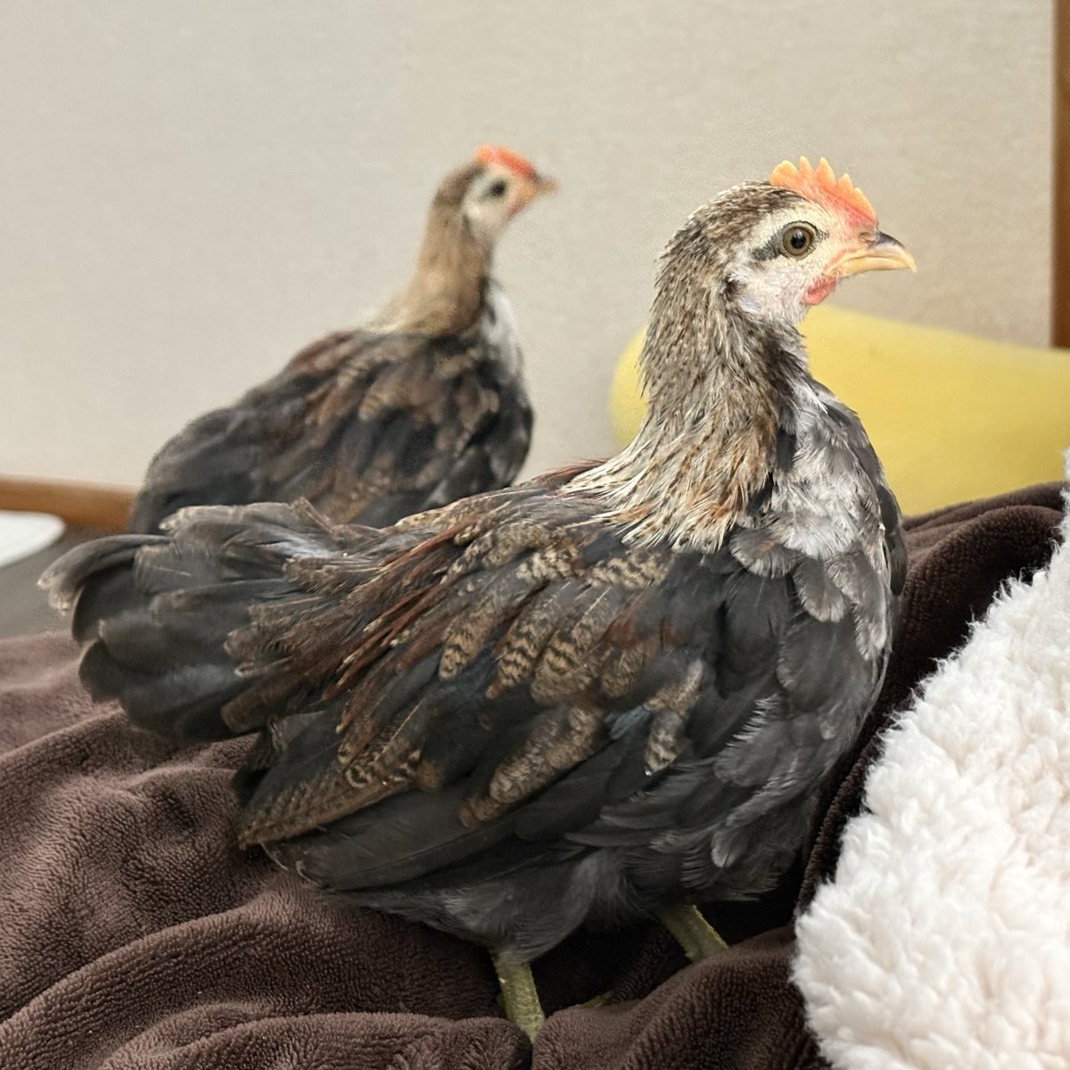 雨彗 Yuki tweet media