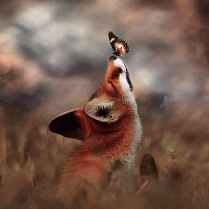 Sonia Álvaro tweet media