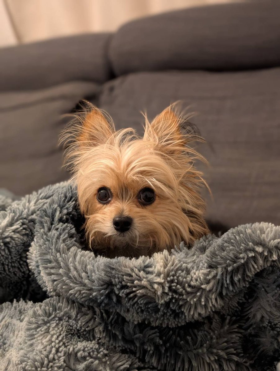 犬の日々 tweet media