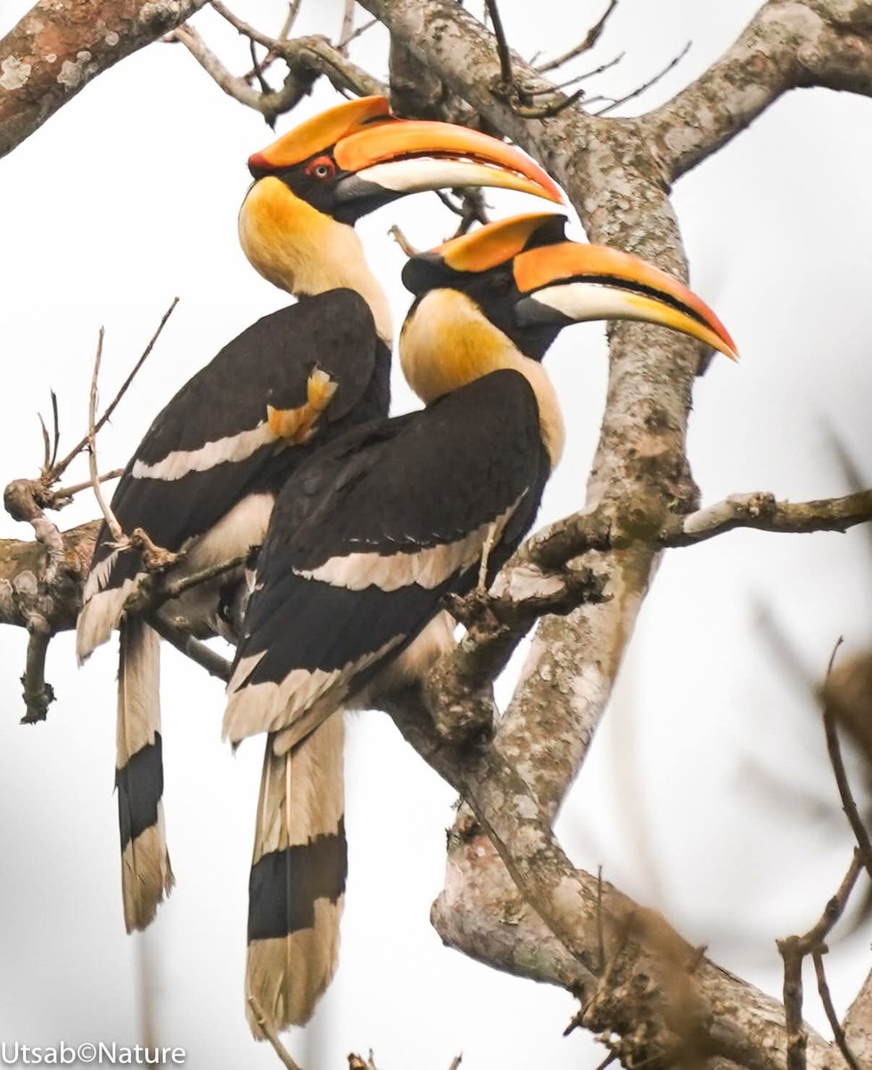 Hem Sagar Baral tweet media