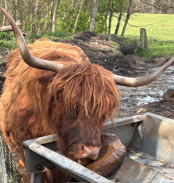 Friends of Pollok Country Park tweet media