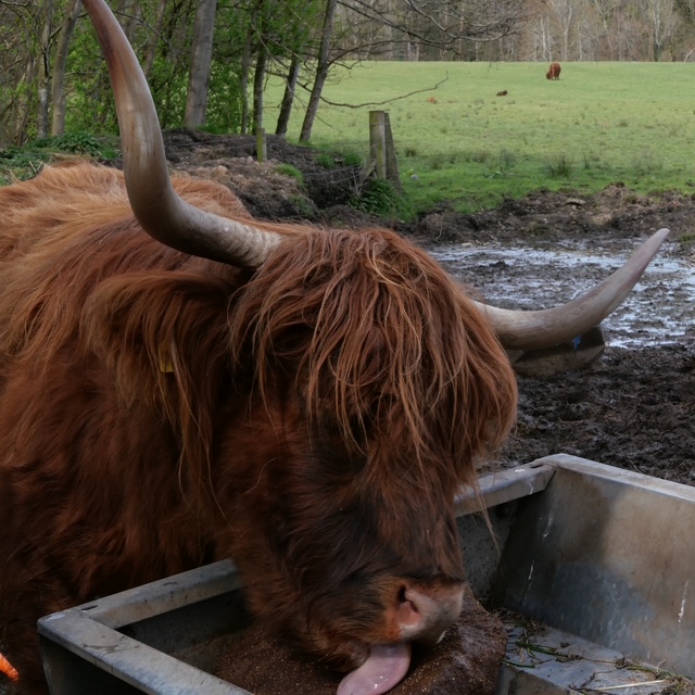 Friends of Pollok Country Park tweet media