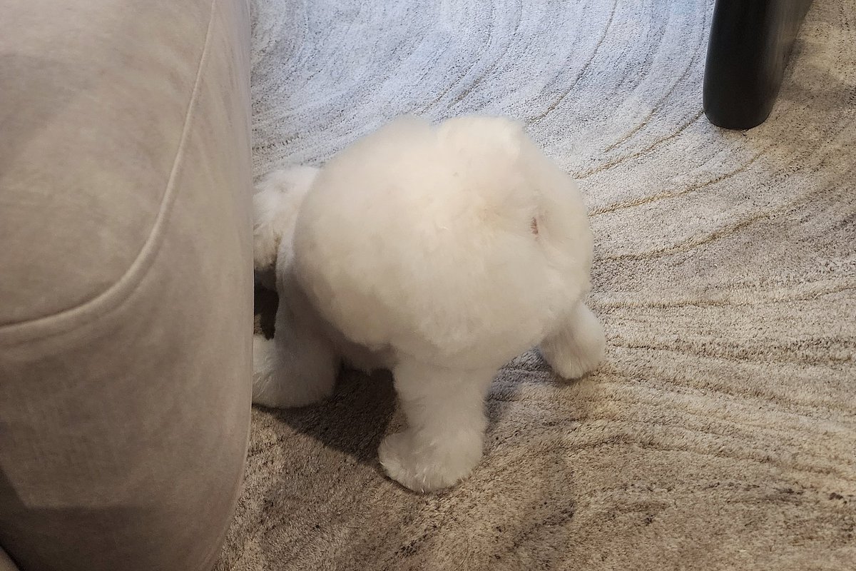 やさしいいぬちゃん tweet media