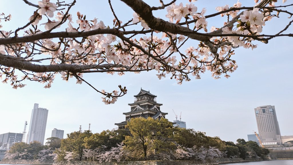 八咫アルシラ tweet media