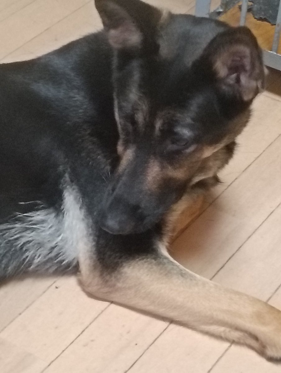 (特非)警察犬災害救助犬育成支援団体 tweet media