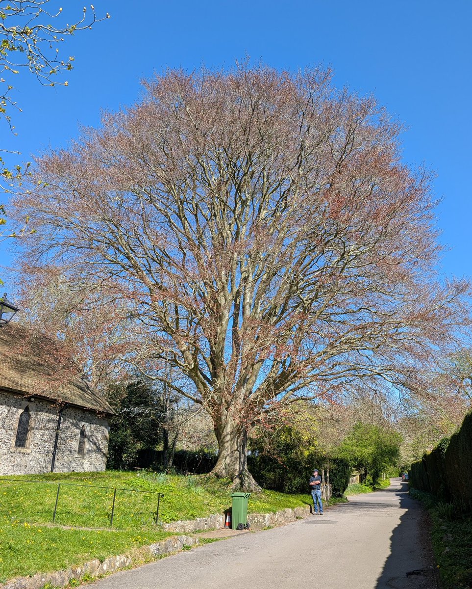 Lewes Urban Arboretum, (Friends of Lewes: Trees) tweet media