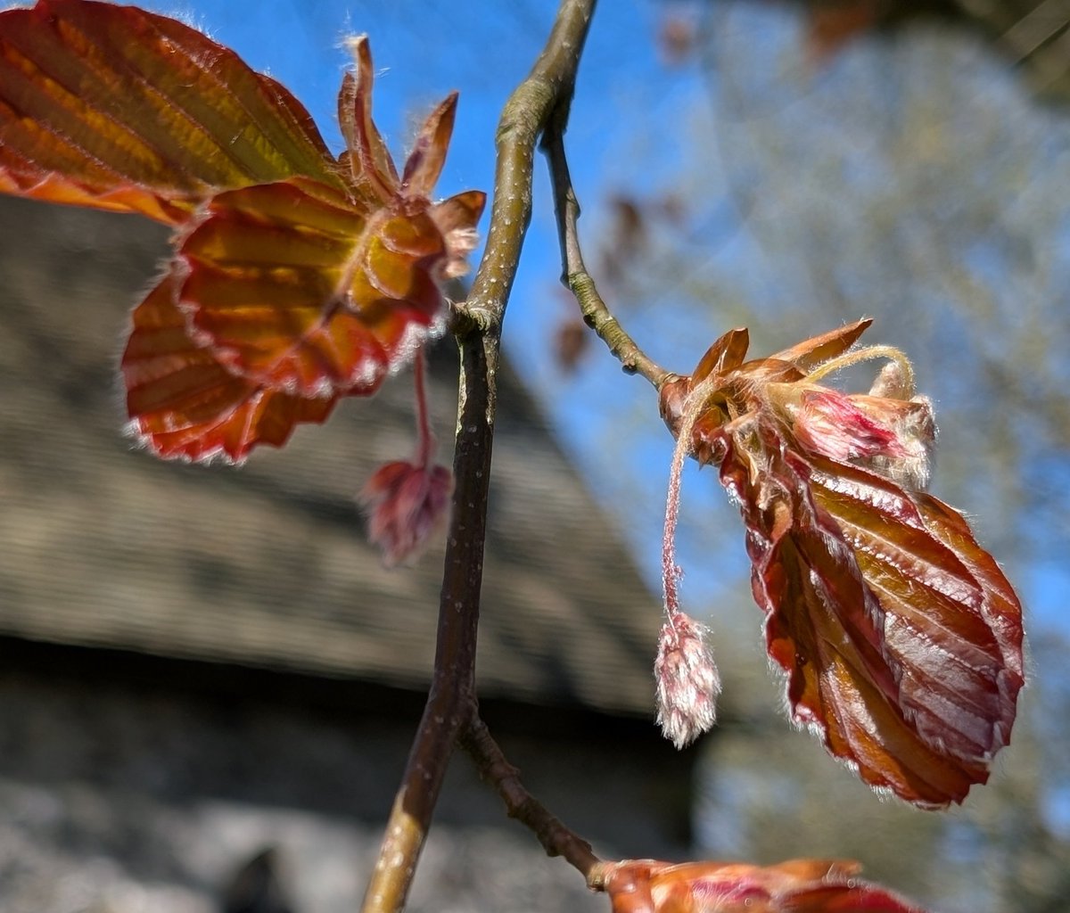 Lewes Urban Arboretum, (Friends of Lewes: Trees) tweet media