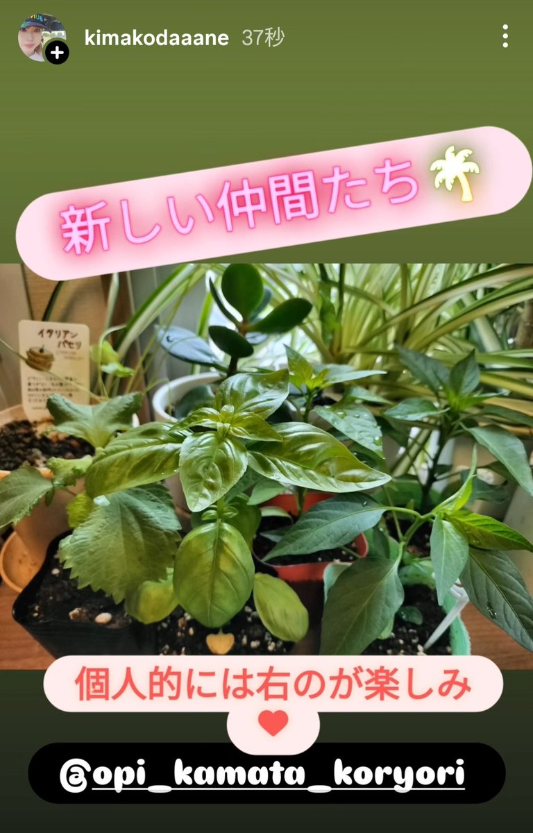 okima96's tweet photo. 青紫蘇、バジル、唐辛子GETｯ!!
早く食べたいなー🐷🐷🍻 https://t.co/vY2kCpGmnC