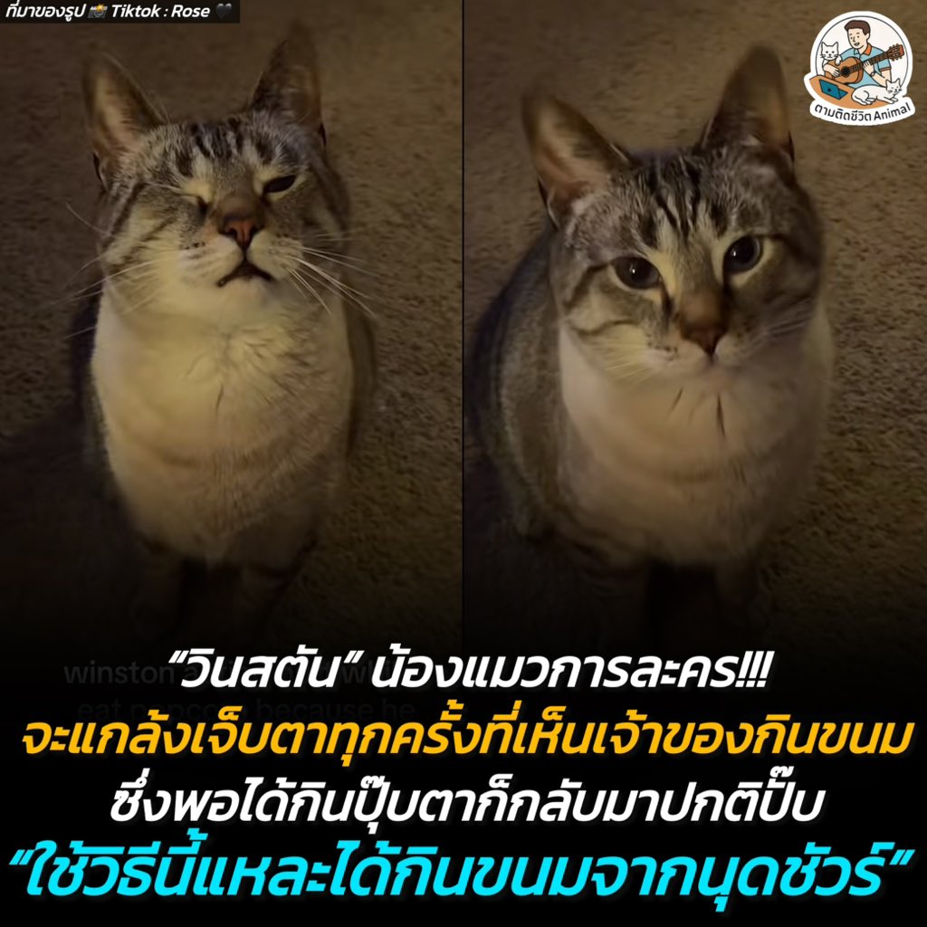 ตามติดชีวิตAnimal tweet media