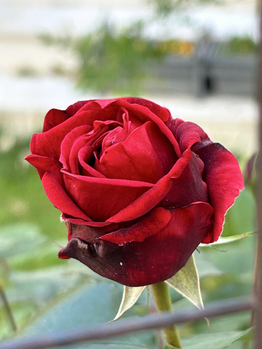 Strila2411 tweet media