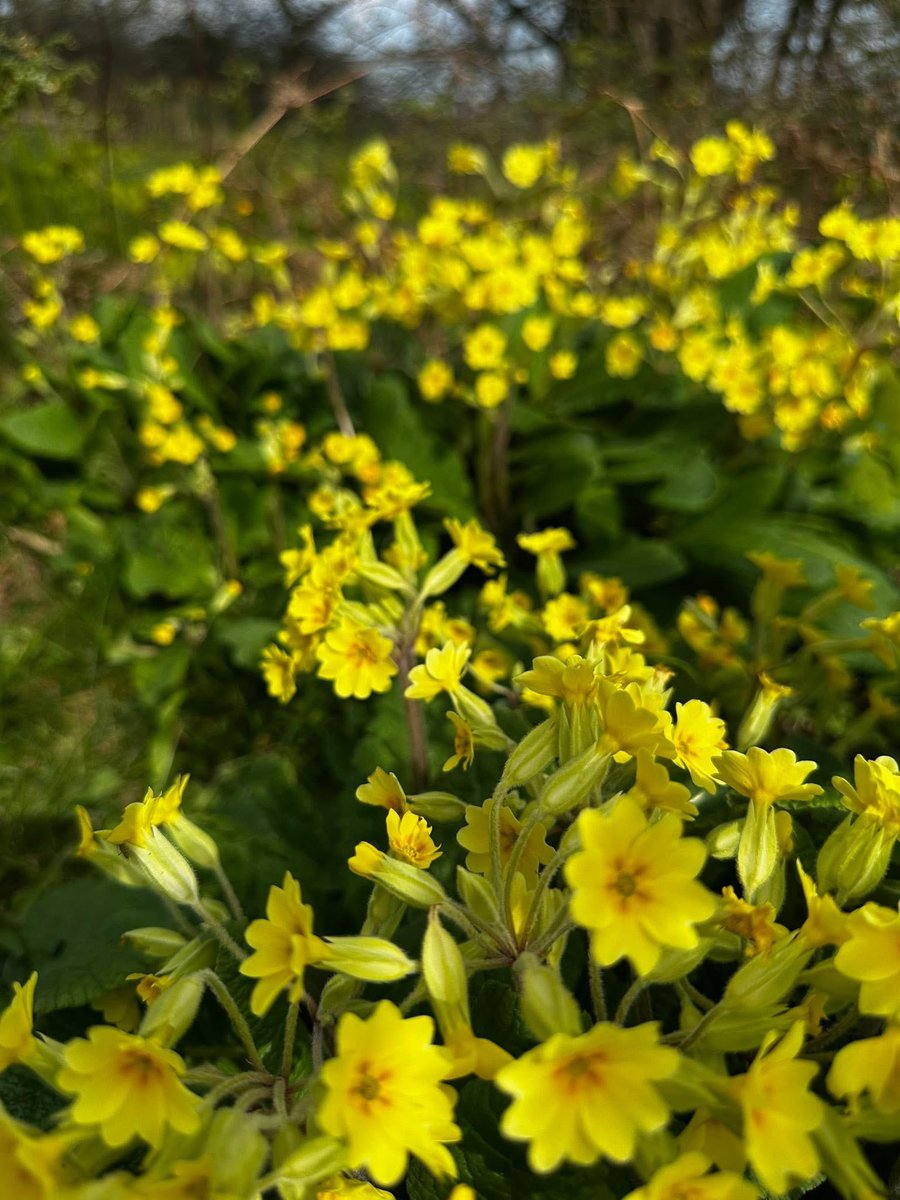ACHUB PENRHOS / SAVE PENRHOS NATURE RESERVE 🍃💚🍃 tweet media