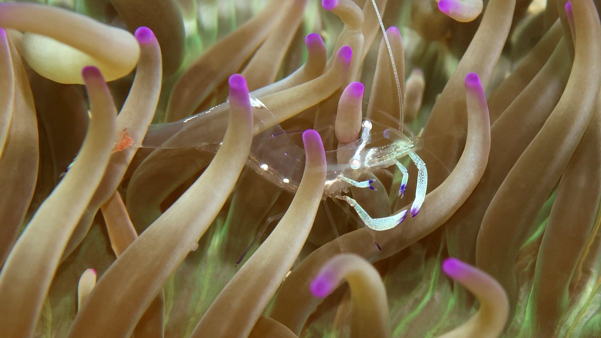 Daily Dive Pic tweet media