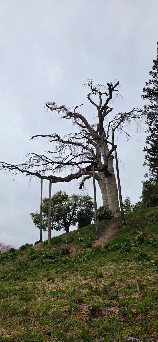 Koki Ueda / 上田 孔希 tweet media