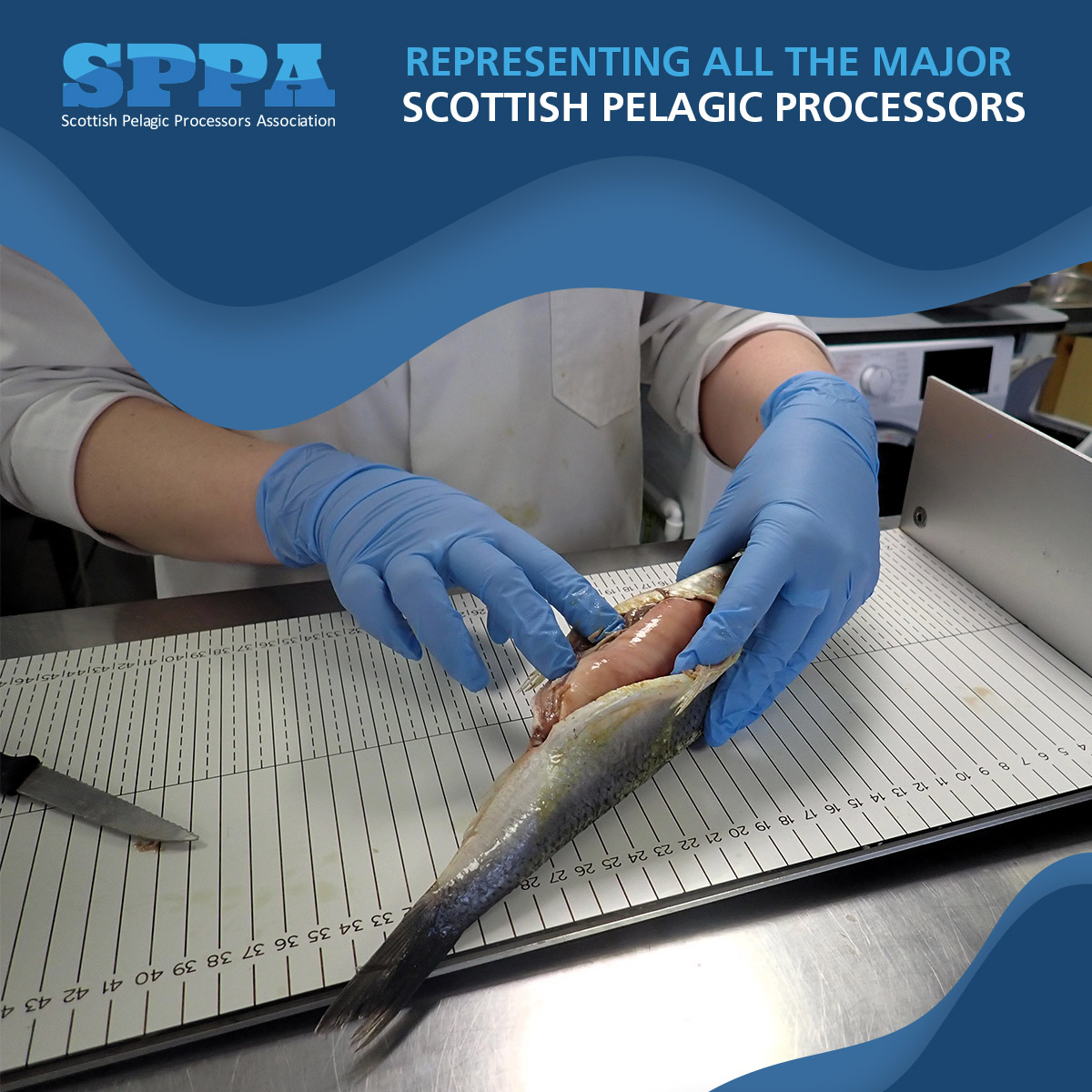 Scottish Pelagic Processors Association tweet media