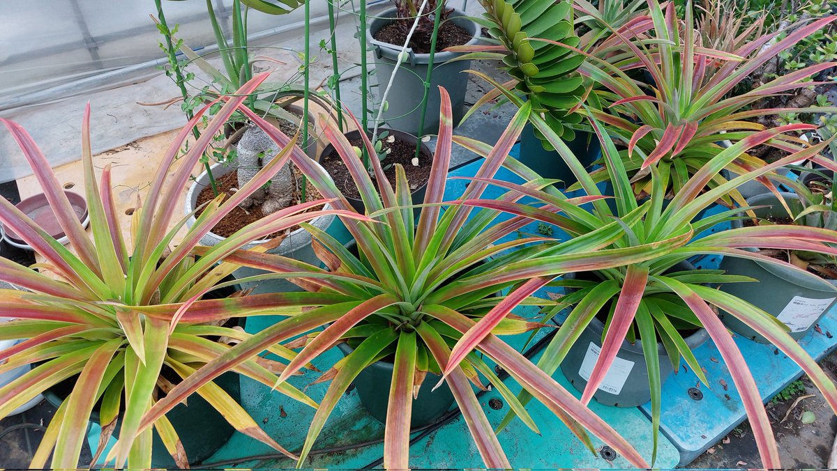 こもらべ tweet media