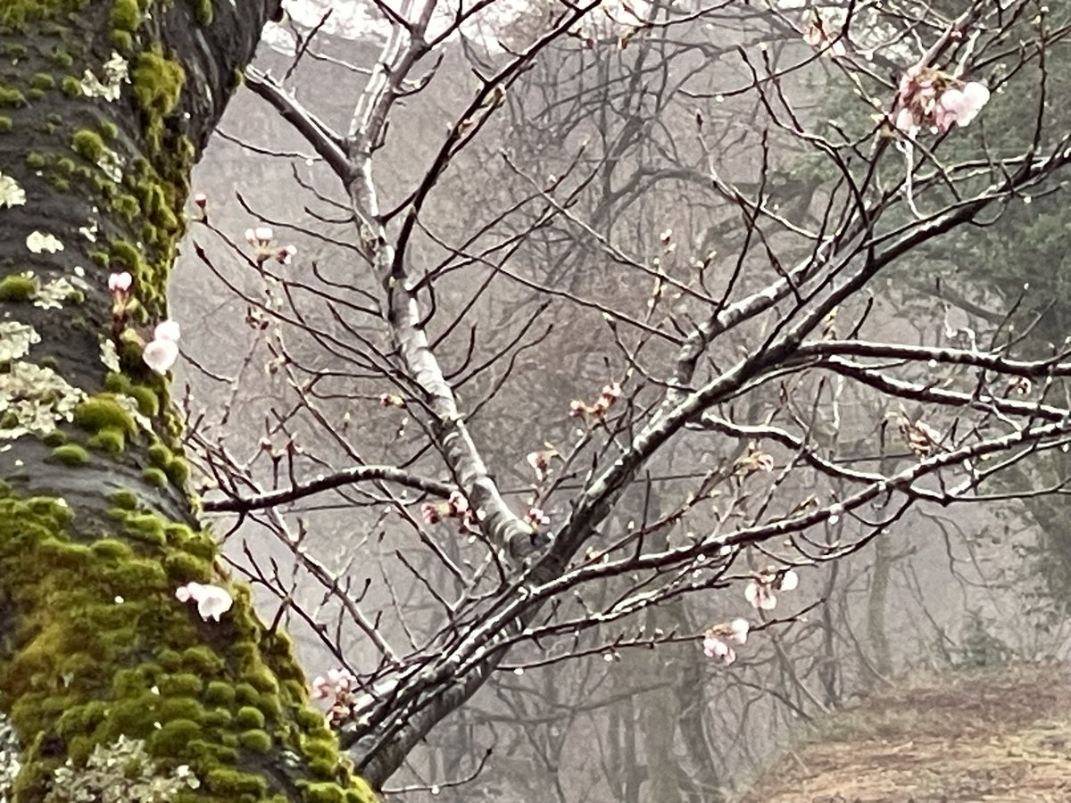 松之山温泉♨️ナステビュウ湯の山 tweet media