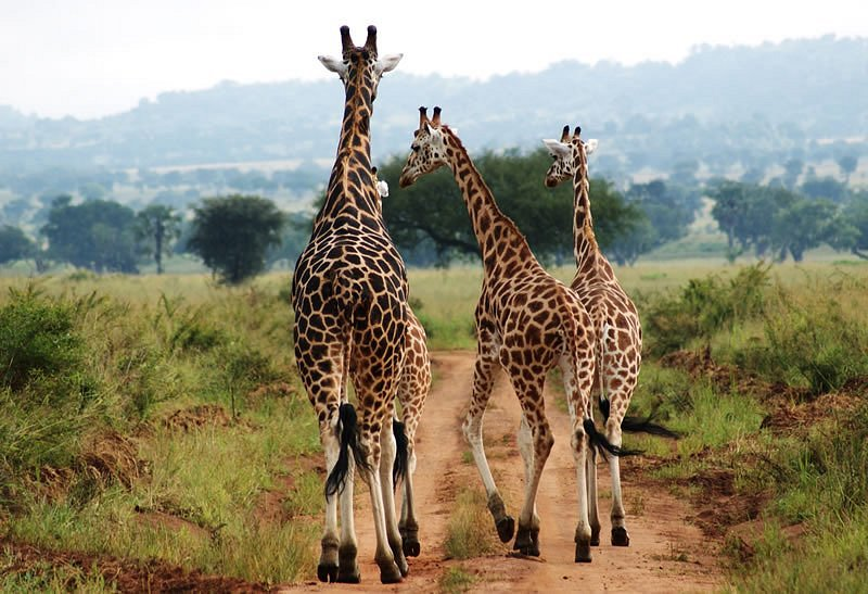 AkimAgaba1's tweet photo. Today, I made the decision to visit Uganda a truly deserving “Pearl of Africa,” blessed with vast savannas, abundant waters, and remarkable, unique wildlife.
#VisitUg https://t.co/RC3svu7db9