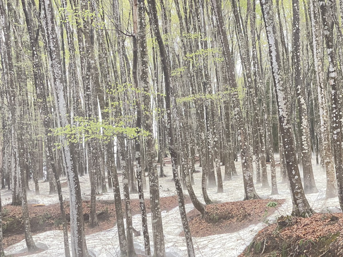 松之山温泉♨️ナステビュウ湯の山 tweet media