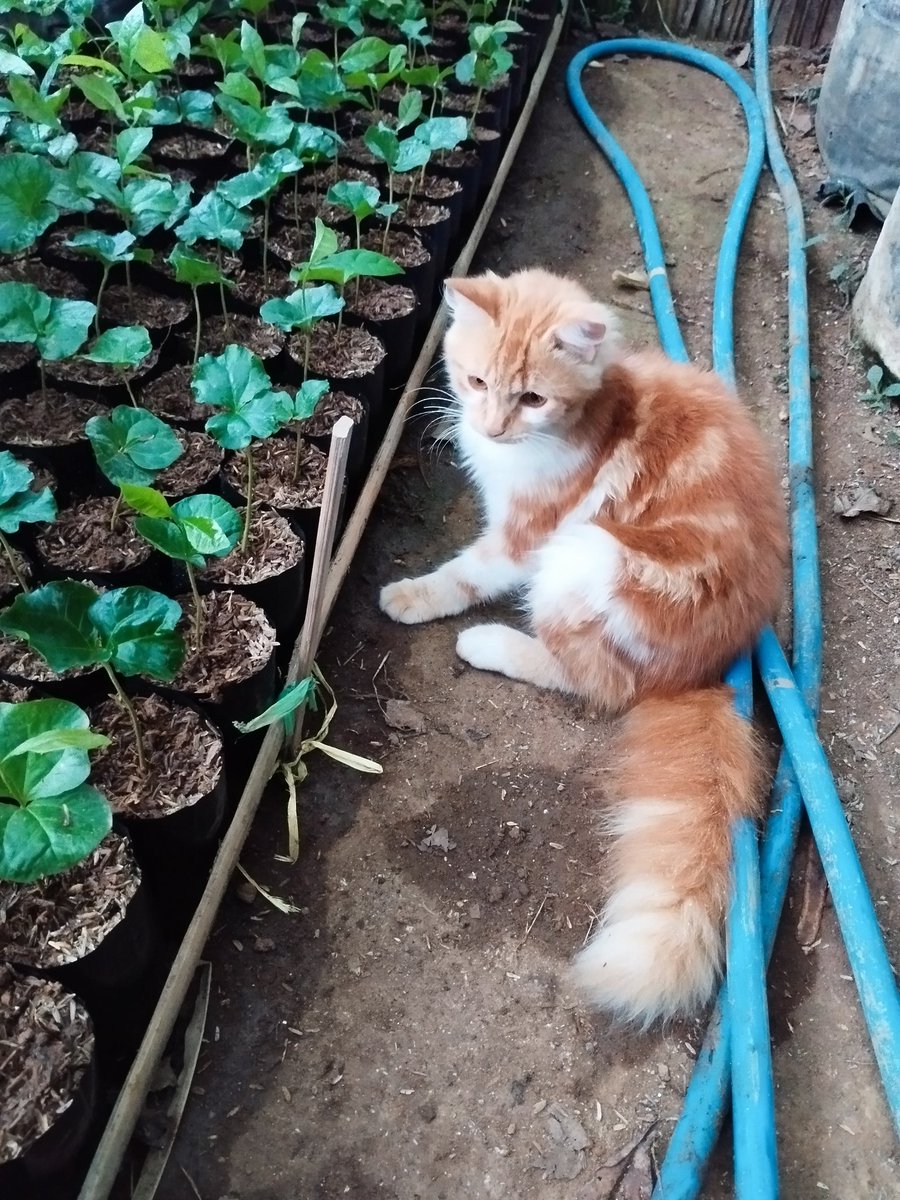 Ultraflu tweet media