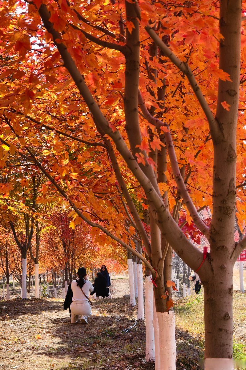 Noémie Lacroix tweet media