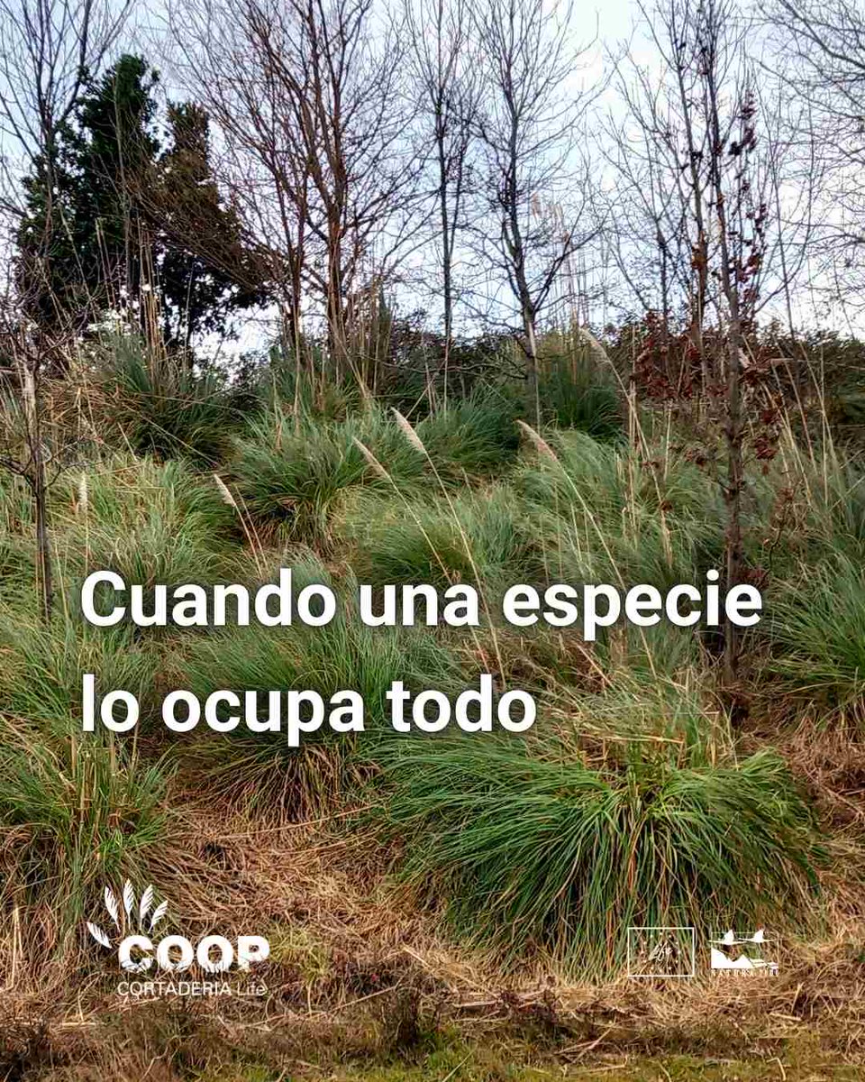 LIFE COOP Cortaderia tweet media