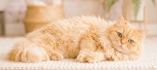 耕の助♪#*(こうのすけ) tweet media