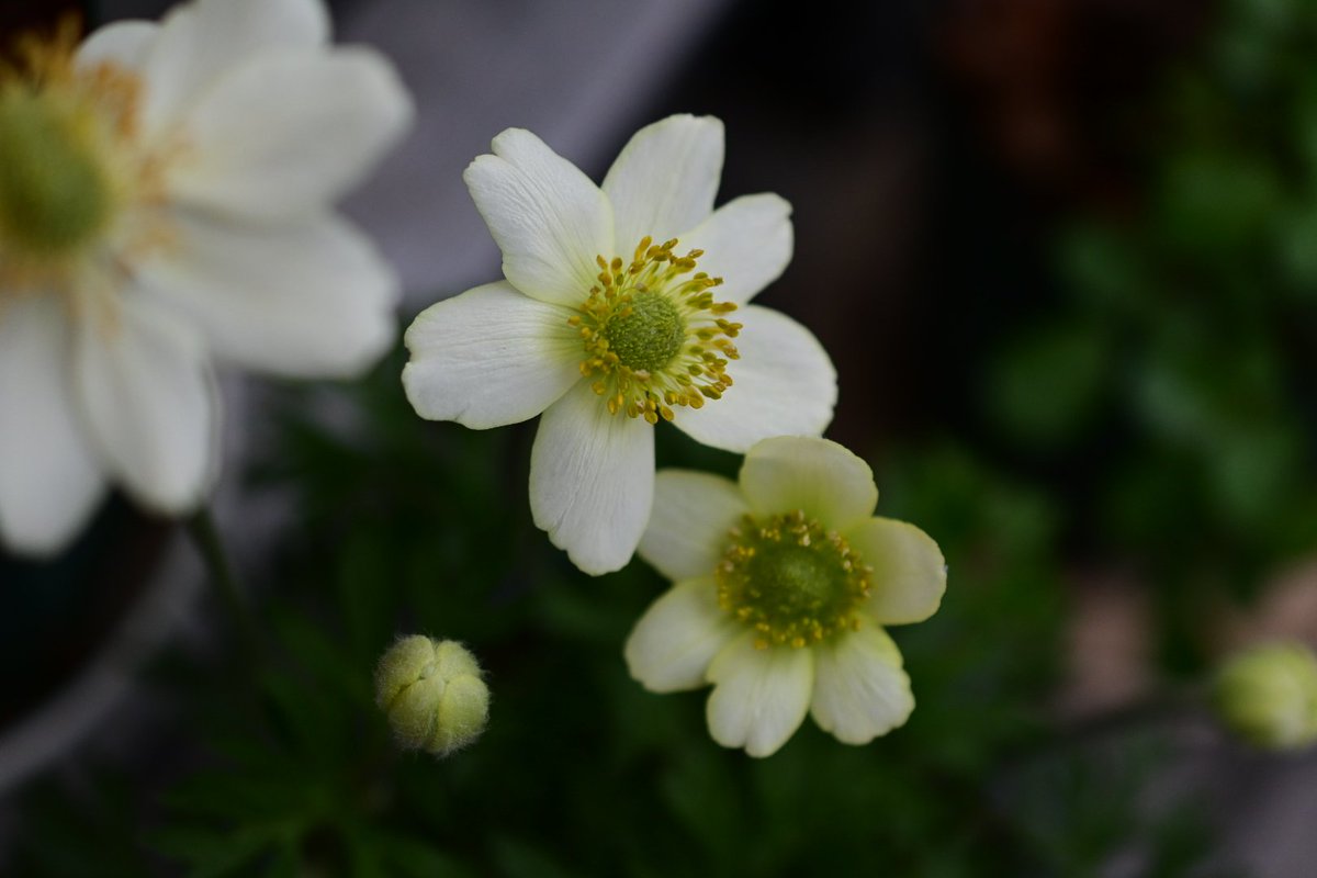 ちゃあこ tweet media