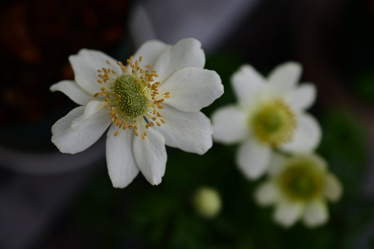 ちゃあこ tweet media