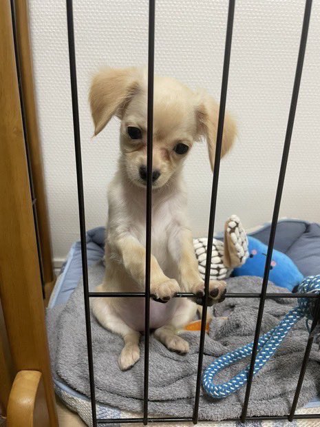 ヒカル（スカウト） tweet media