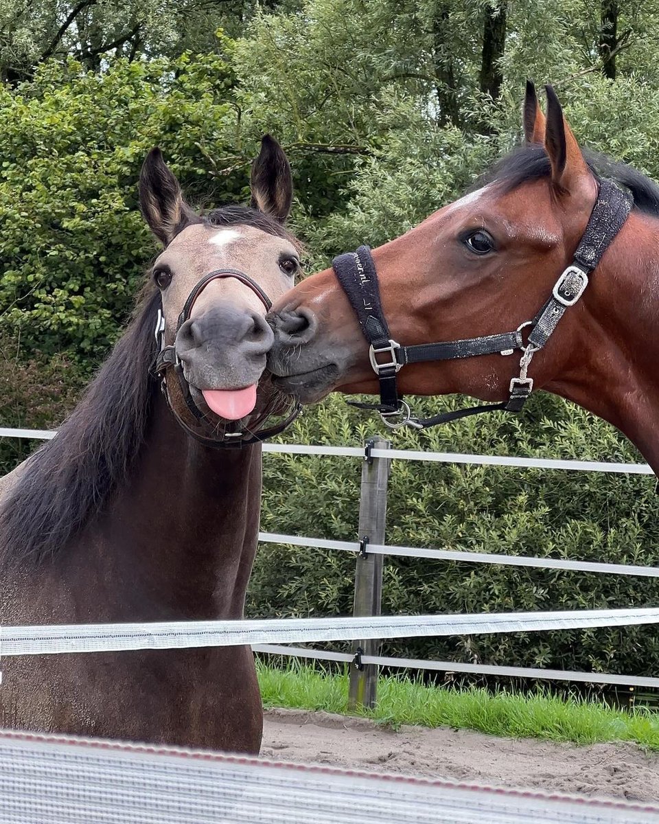 Nungua Burnaboy parody tweet media