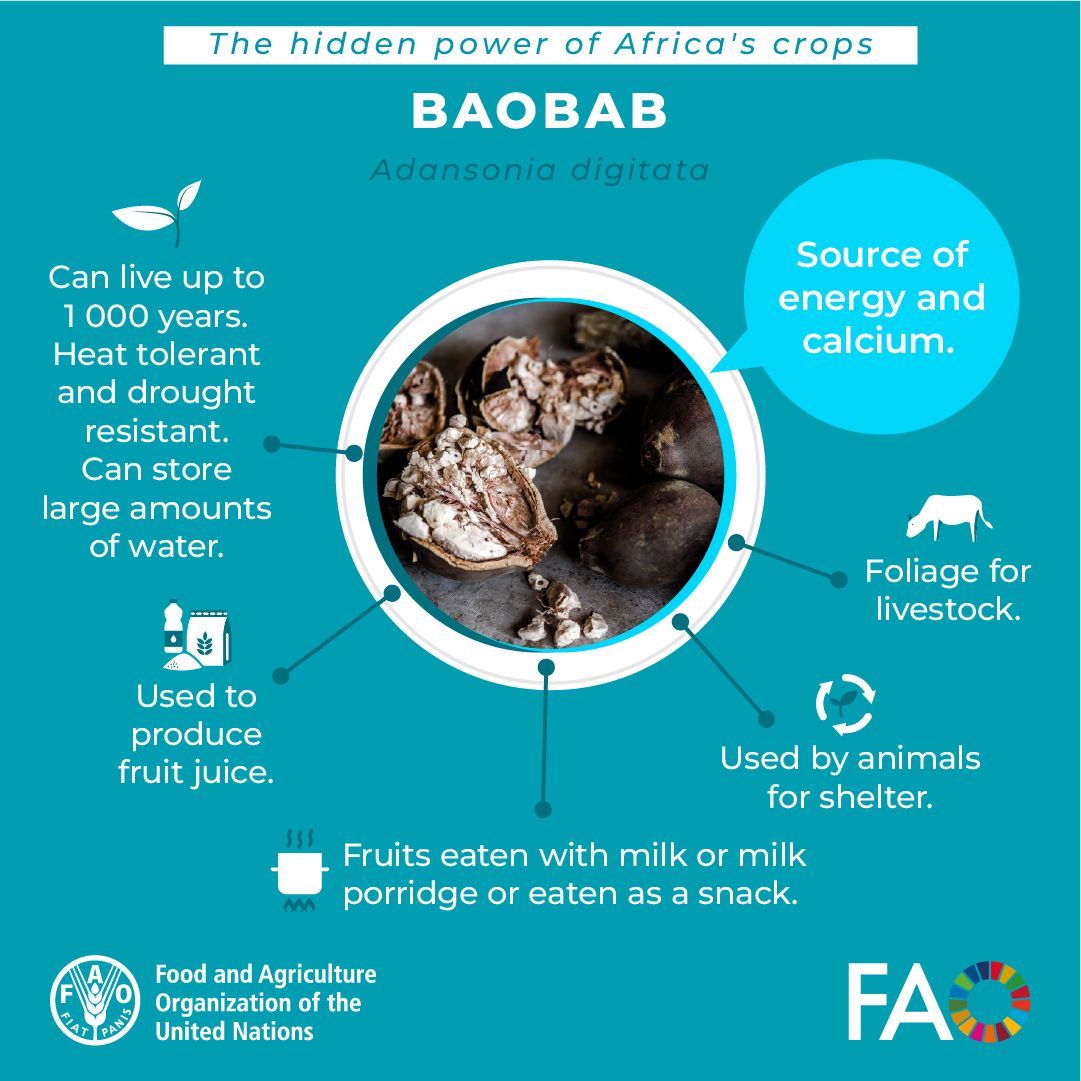 FAOGeneva's tweet image. #DidYouKnow that baobabs can live up to 1000 years?

This iconic African tree is drought resistant and its fruits are a source of energy and calcium.

It's time to rediscover Africa's #ForgottenCrops and their potential to transform agrifood systems👉doi.org/10.4060/cc5044…
