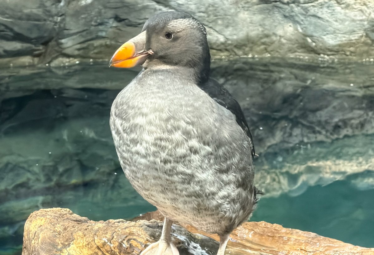 大阪・海遊館 tweet media