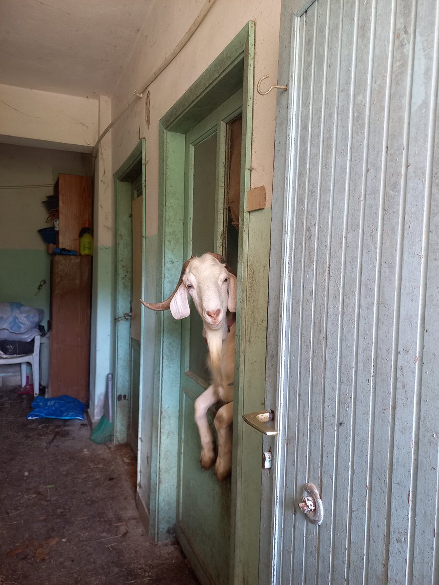 BERCESTE tweet media