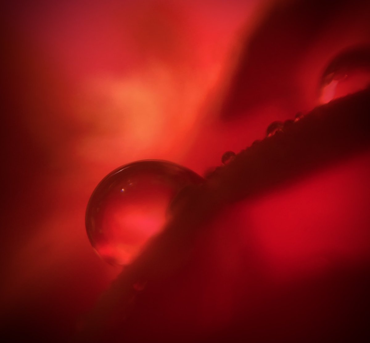 Walk to Work Glasgow tweet media