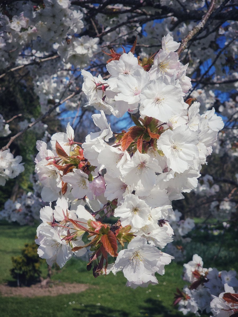 Smartphone Photographer tweet media