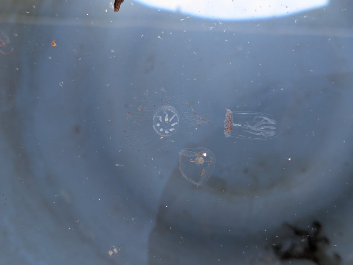 東北大学浅虫海洋生物学教育研究センター tweet media