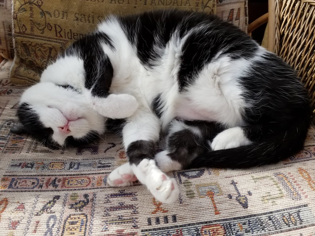 mantle_carol's tweet image. Its #friday🥳🥳 Thank you so much everyone for your amazing support again this last week , I truly appreciate it 🙏 its also #NationalHugYourDogDay 🐾🐾🐕🤗 but that should be everyday #jellybellyfriday 🐾🐾🐈🤗 Enjoy your #Weekend everyone,  stay safe,  take care 🐾🐾🐕🐈🤗❤💐