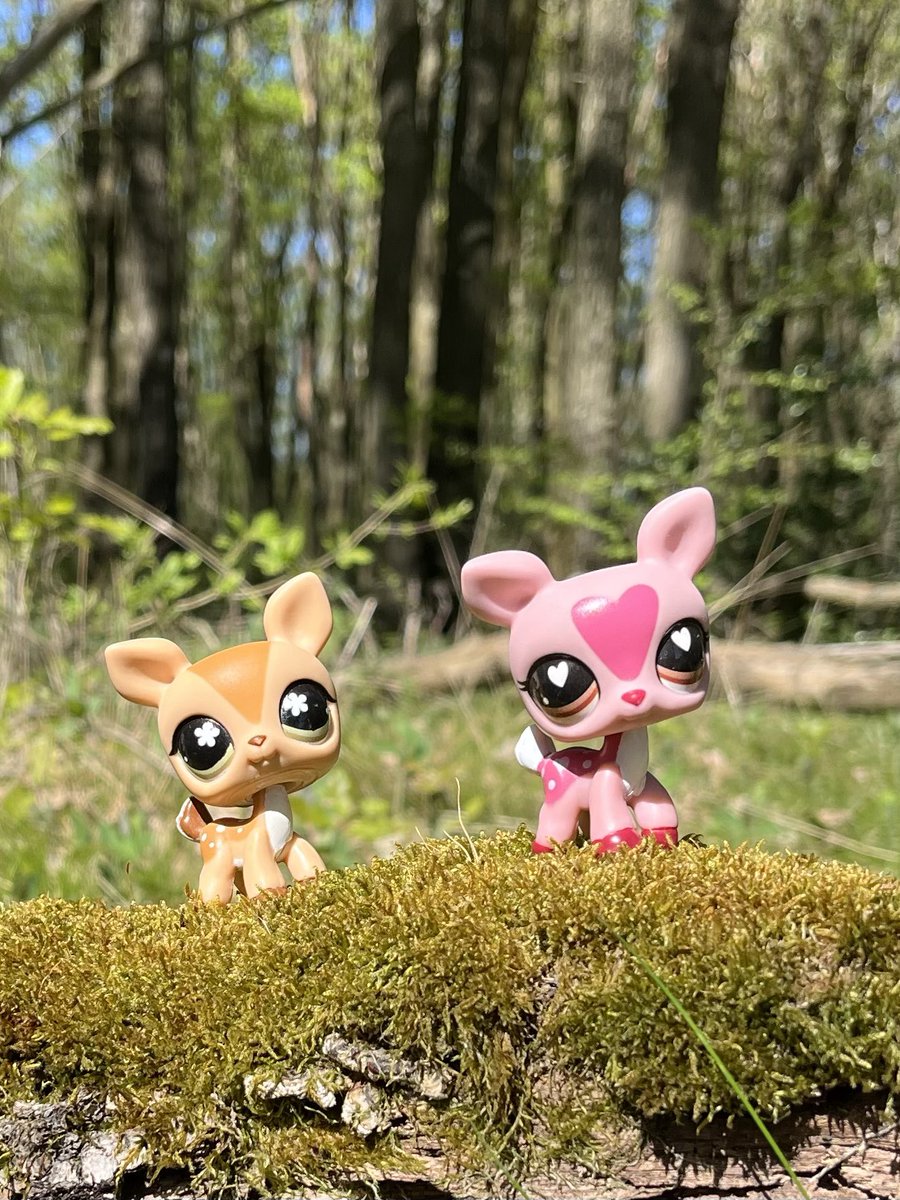 wildest petshop 𓋼𓍊✮☽ tweet media