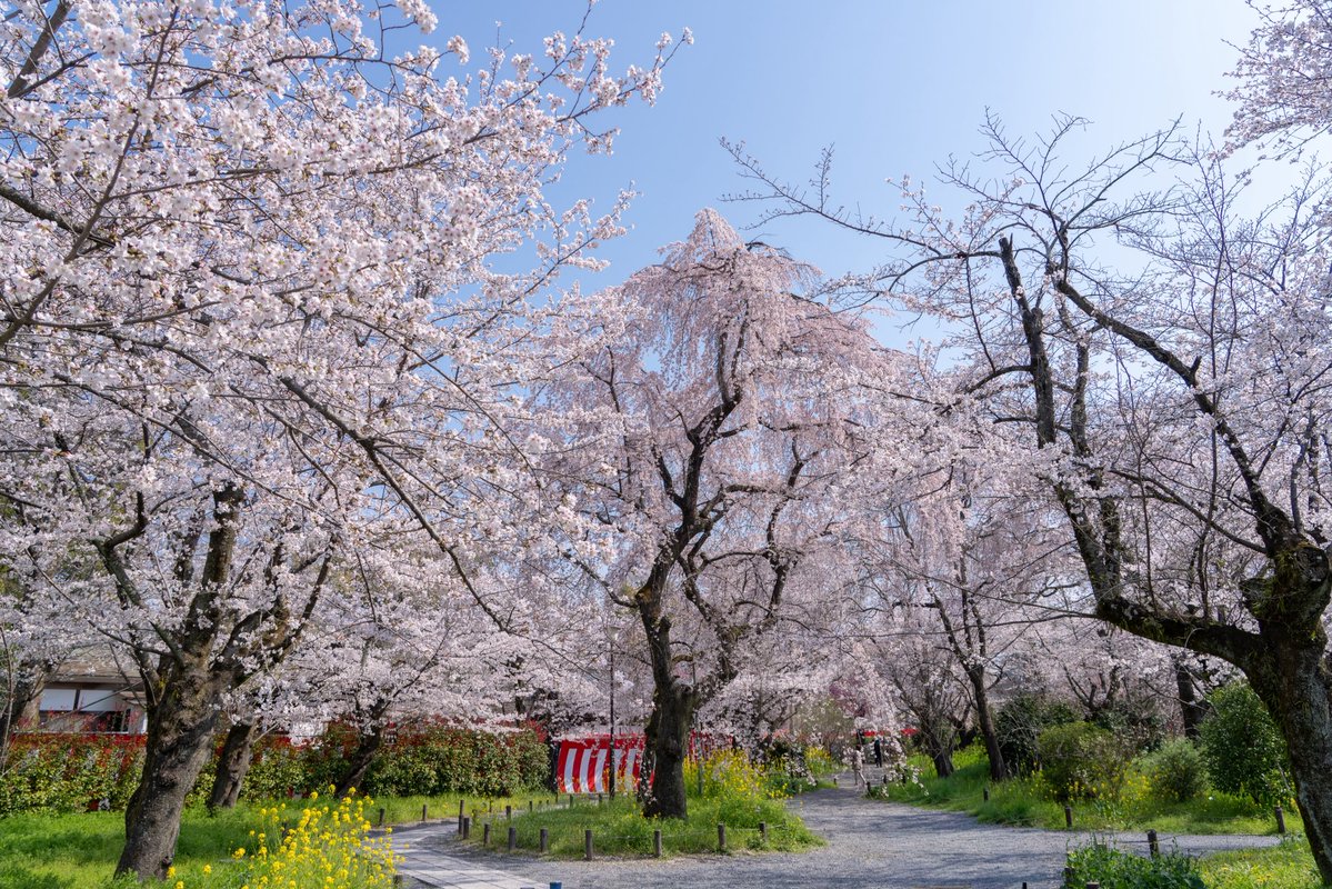 まこ 社寺めぐり tweet media