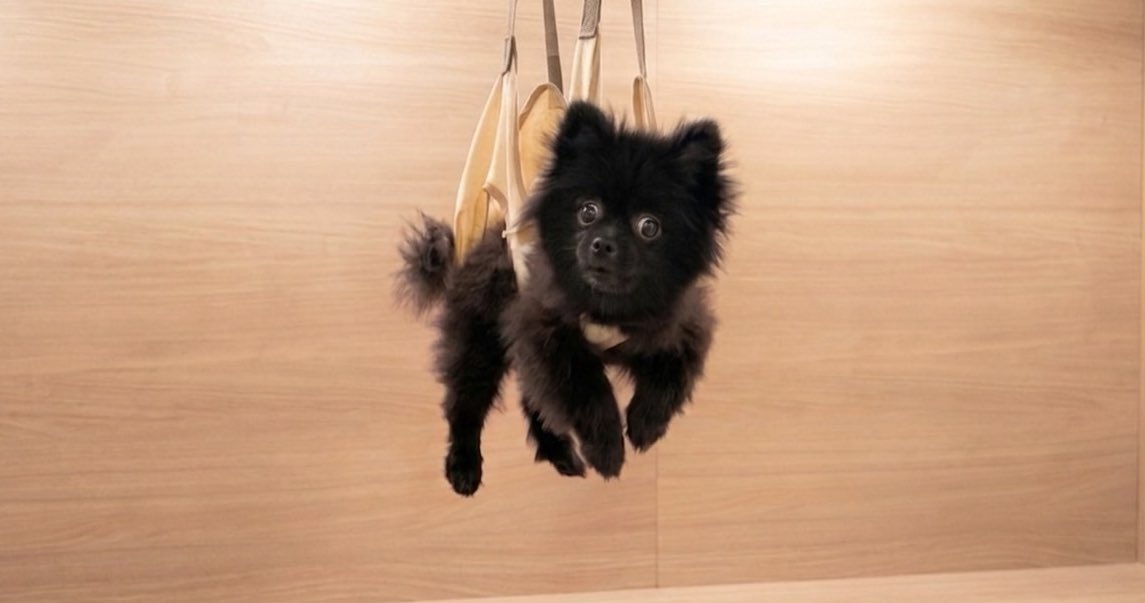 黒ポメラニアンのぷーちゃん tweet media