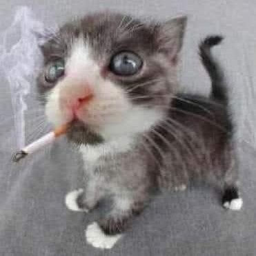 Muppetron tweet media