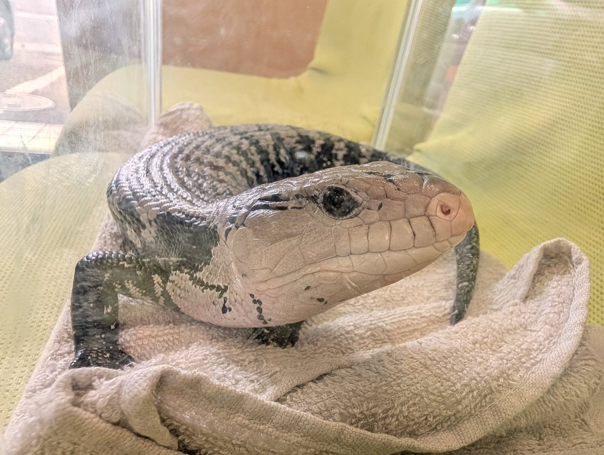 RYB33_'s tweet photo. いつも行ってる動物病院行ったら不定期休診。
1時間かけて別の動物病院に向かう途中で💩。
ペットシーツ変えて濡れタオルで拭いたりしてると、まさかのチンチンが引っ込む。
すぐ病院着くとこまで来てたし一応診察してもらうも、引っ込んで良かったですねって言ってもらって終了
本当に良かったけど笑 https://t.co/B7NLdFO7XL
