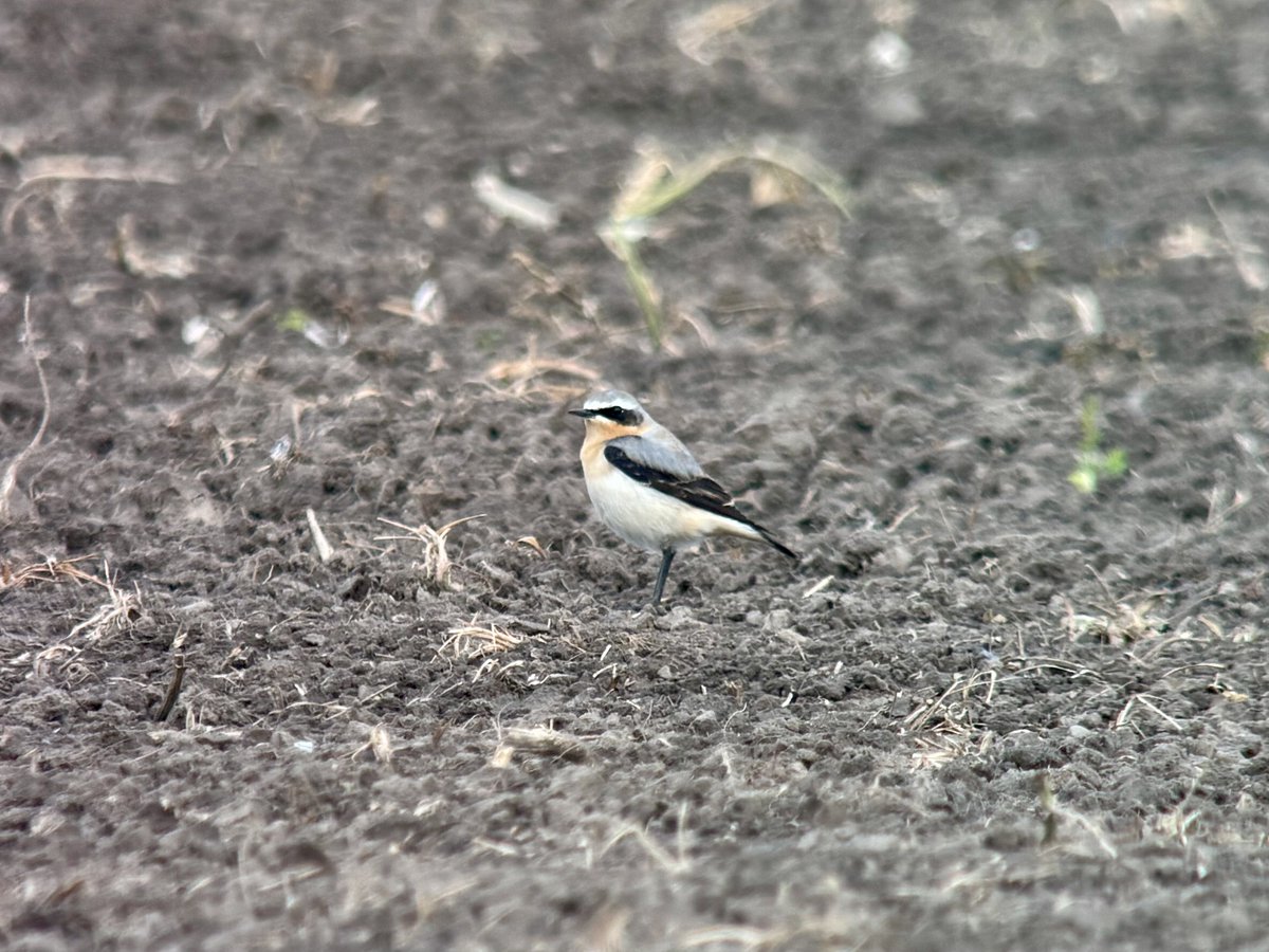 daveliverbirder's tweet photo. Cold pre-work dawn #patchbirding 216 Pinkies, 67 Avocet, 8 Grey Plover, 2 Whimbrel, 4 Cattle Egret, GWE, Marsh Harrier, 3 Reed Warbler, 12 Swallow, 5+ Cetti’s, 4 Whitethroat, Stonechat, 3 Wheatear, 4 Yellow Wag, Tree Pipit, 2 Redpoll. Certainly picking up now 😁 #SpringBirding https://t.co/aC1im3nULb