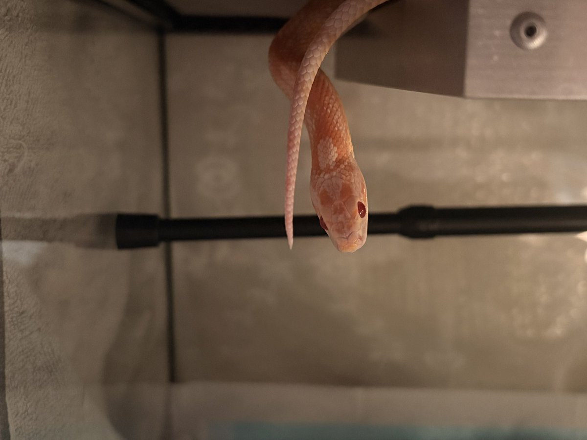 もなか tweet media